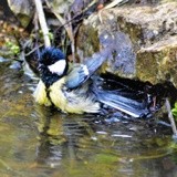 TIT ENJOYING A BATH ..