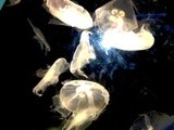 SEA JELLY 12A