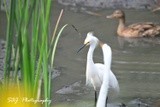 Snowy Egret