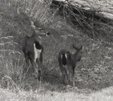 Black-tailed Doe and Fawn P5894