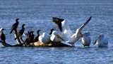 Cormorants & Pelicans 111