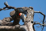 Red-Bellied Woodpecker 015