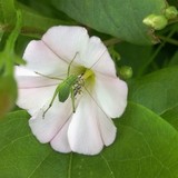 LOCUST ON A BINDWEED ..