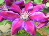 CLEMATIS ...