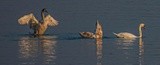 Swans along the Martinez Strait - September 2020