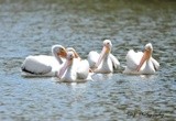 American White Pelicans