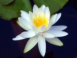 Fresh Waterlily