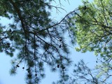 beneath the pines