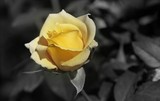 Yellow Rose Effect