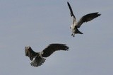 Ospreys