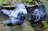 ENJOYING A BATH ...