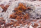 Alpine Plant on the Rocks