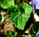 Violet Leaf P0474