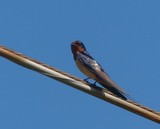 Barn Swallow 055