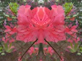 Altered Azaleas 3