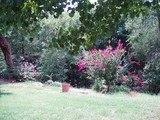 Crepe Myrtle in Back Yard