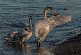 Swan in the Morning Light - October 2020