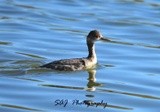 Eared Grebe 