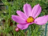 Wild Flower in Purple 1