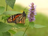 Monarch on Golden Jubilee