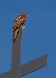 Hawk on a Cross