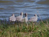North Lakes' Willets