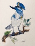 Stellar Jay in Policeman Uniform