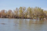 Trees and Water