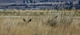 how many Mule Deer ?