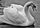 SWANS IN B & W