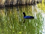 SWIMMING ON GREEN REFLECTIONS