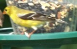 American goldfinch