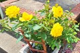 Yellow Rose Yard Bouquet
