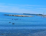 Ducks at the the Beach neighbourhood in Toronto