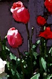 Red Tulips