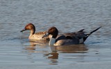 Pintail Pair 194