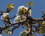 Mockingbird in a Pear Tree