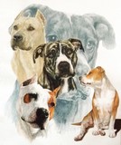 American Staffordshire Terrier 