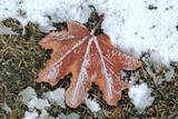 Leaf and Snow