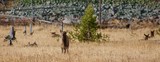 how many Elk can you find ?