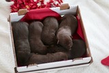 My present to you: A box of Chocolates