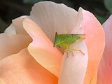 STINK BUG ON A ROSE ...