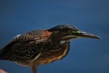 Green Heron