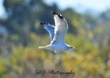 Ring Billed Gull