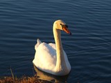 Afternoon Swan 105