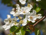 Pear Blossoms 142