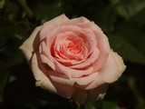 Peachy Rose