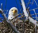 Sitting on Her Eggs