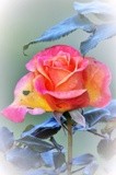 A ROSE FOR A NICE SUNDAY ..