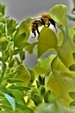 ON YELLOW SNAPDRAGONS  ...